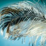 Las plumas y su significado