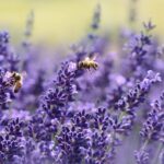 Las abejas, polinizadoras de la vida