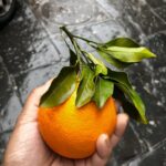 Usos mágicos de la naranja